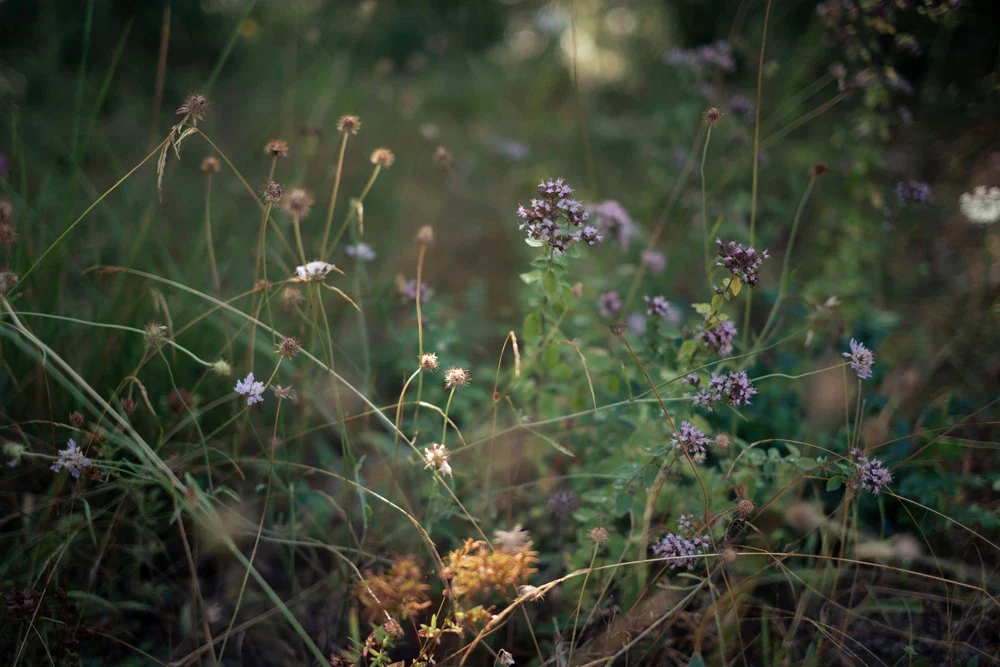 alimentation thérapeutique